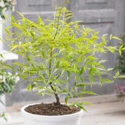 Nandina Domestica Brightlight