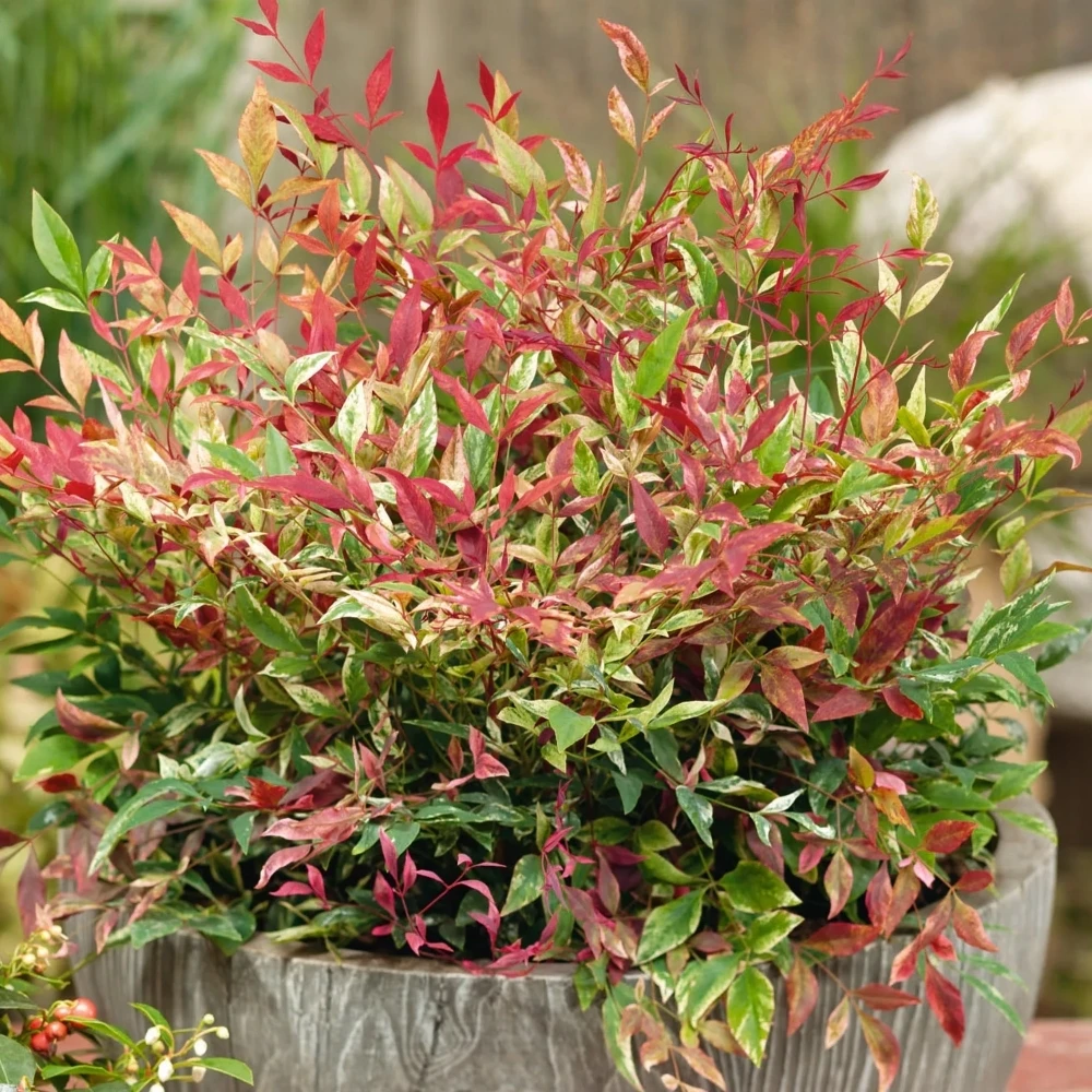 Nandina domestica Red Light Nandina Domestica Red Light -Garden Plant Seed Store nandina domestica red light p7416 53198 image