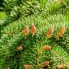 Nordmann Fir Bare Root Hedge (1ft - 2ft)