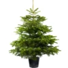 Nordmann Fir Pot Grown Christmas Trees