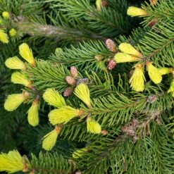 Norway Spruce Bare Root Hedge (1ft - 2ft)