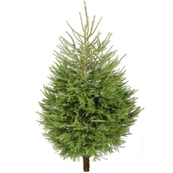 Norway Spruce Fresh Cut Christmas Trees