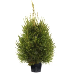 Norway Spruce Pot Grown Christmas Trees