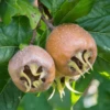 Nottingham Medlar Tree