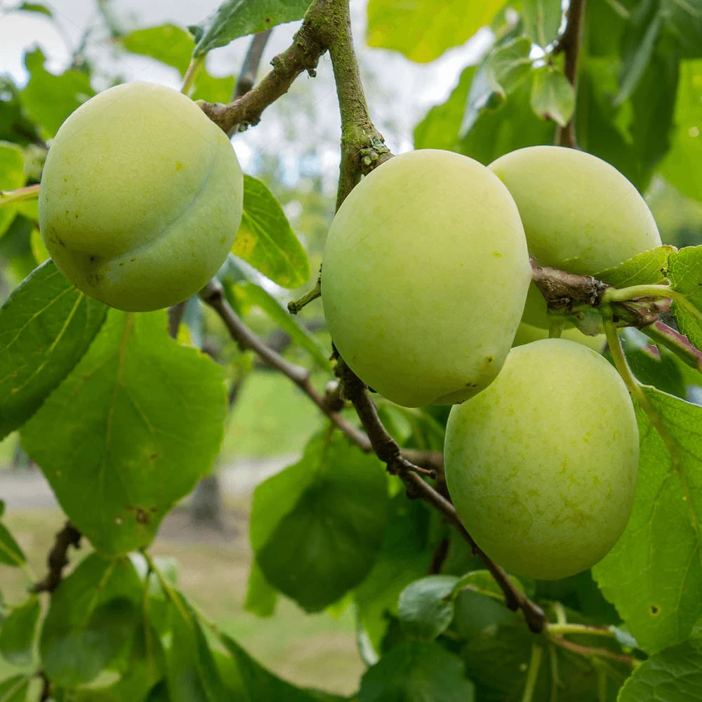 Old Greengage Plum Tree Old Greengage Plum Tree -Garden Plant Seed Store old greengage plum tree p4060 31485 image