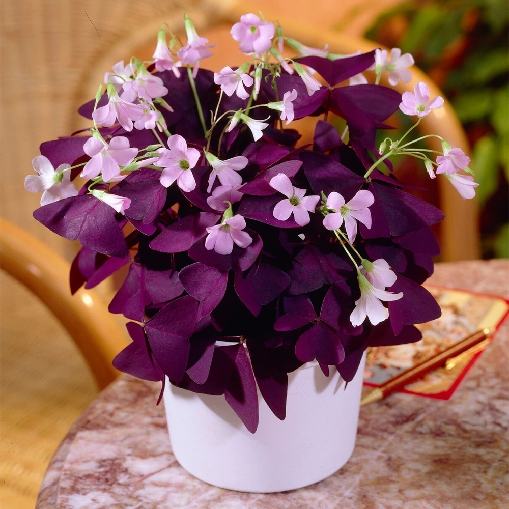 Oxalis Triangularis Ikigai Oxalis Triangularis Ikigai -Garden Plant Seed Store oxalis triangularis ikigai p7354 52742 image