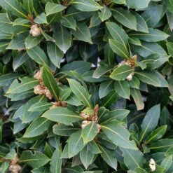 Pair Of Laurus Nobilis Shrubs