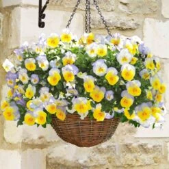 Pansy Cool Wave Blueberry Swirl Speed Planters