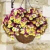 Pansy Cool Wave Strawberry Swirl Speed Planters
