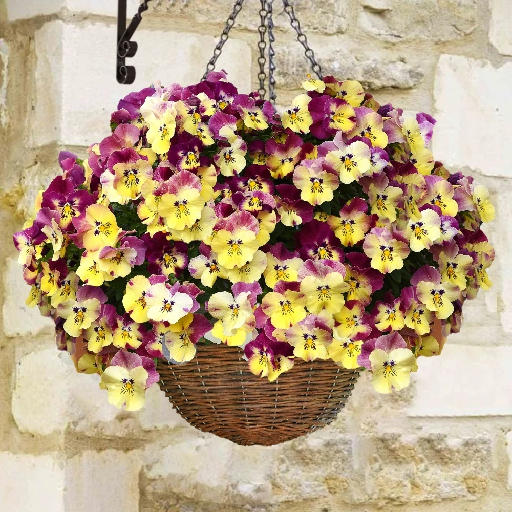Pansy Cool Wave Strawberry Swirl Speed Planters Pansy Cool Wave Strawberry Swirl Speed Planters -Garden Plant Seed Store pansy cool wave strawberry swirl speed planters p5059 39201 image