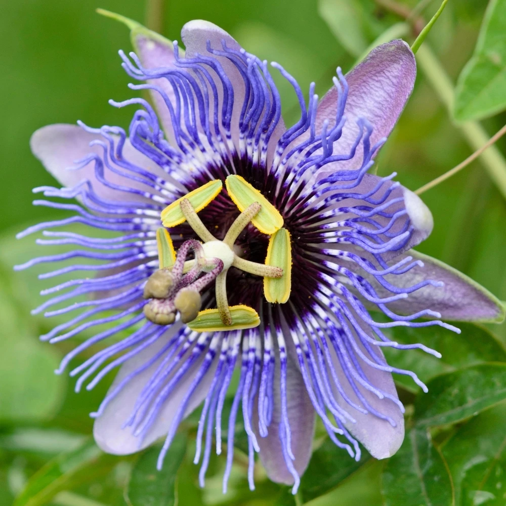 Passiflora Amethyst Passiflora Amethyst -Garden Plant Seed Store passiflora amethyst p6175 46022 image