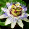 Passiflora Caerulea 9cm