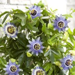 Passiflora Caerulea Duuk