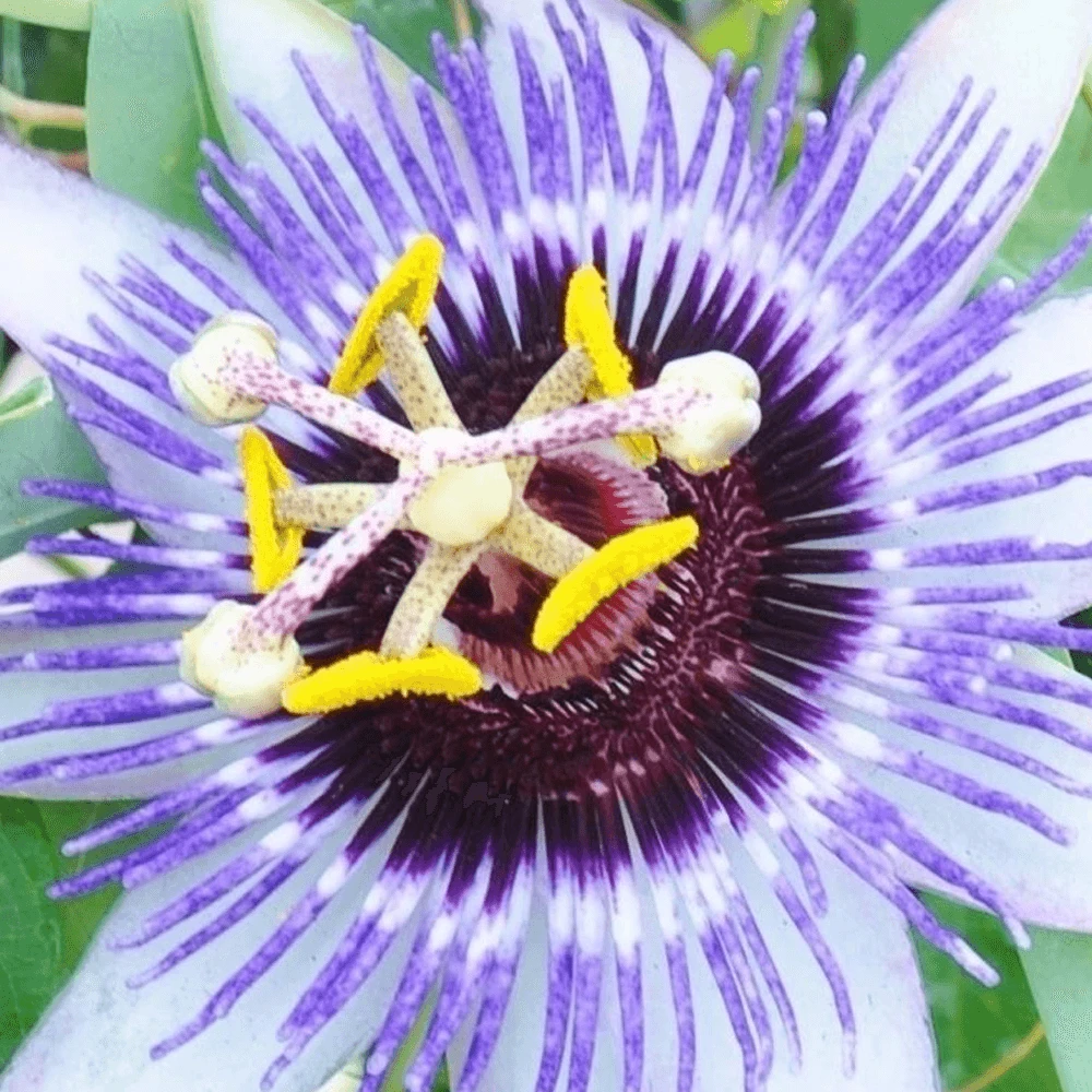 Passiflora Damsels Delight Passiflora Damsels Delight -Garden Plant Seed Store passiflora damsels delight p2397 13652 image