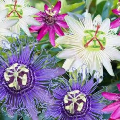 Passiflora Mix (3 Plants)