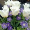 Patio Bulb Mix - Anemone Blue And Tulip White (Pack Of 20)