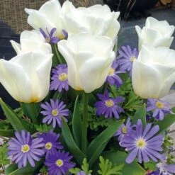 Patio Bulb Mix - Anemone Blue And Tulip White (Pack Of 20)
