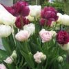 Patio Bulb Mix - Tulip Double Pink, Purple And White (Pack Of 12)