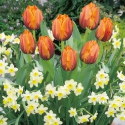 Patio Bulb Mix - Tulip Orange And Narcissus Cream (Pack Of 20)