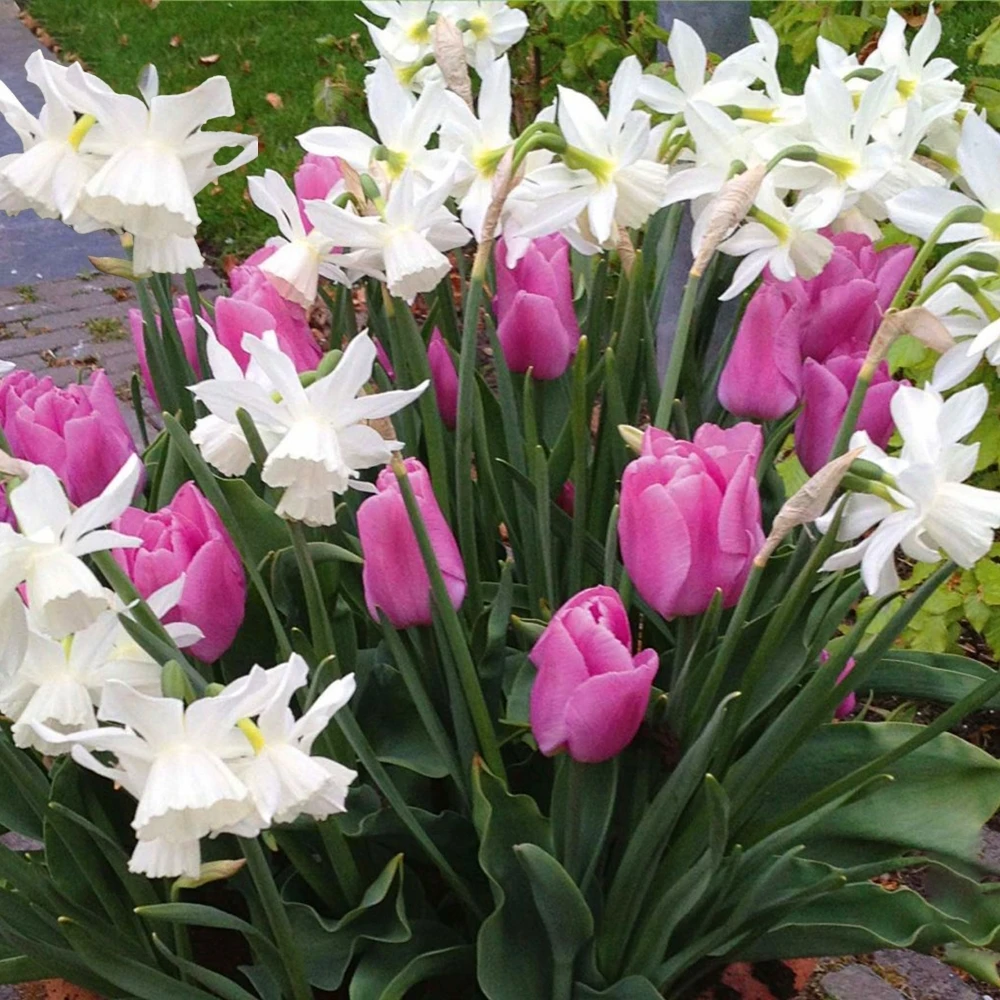 Patio Bulb Mix - Tulip Pink and Narcissus White (Pack of 20) Patio Bulb Mix - Tulip Pink And Narcissus White (Pack Of 20) -Garden Plant Seed Store patio bulb mix tulip pink and narcissus white pack of 20 p6901 49477 image