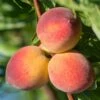Peach Suncrest Tree