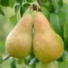 Pear Concorde Tree