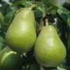 Pear Doyenne Du Comice Tree