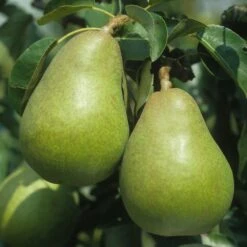 Pear Doyenne Du Comice Tree