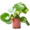 Peperomia Raindrop