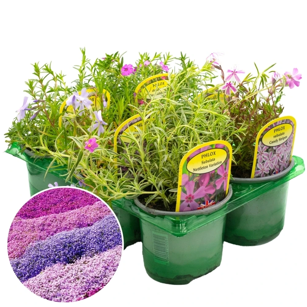 Phlox Plant Mix Phlox Plant Mix -Garden Plant Seed Store phlox plant mix p7648 54517 image