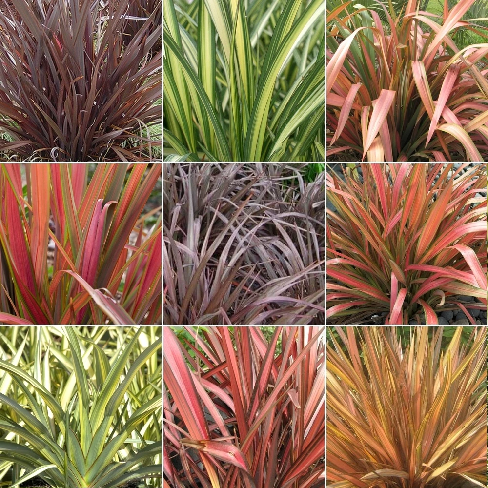 Phormium Mix (3 Plants) Phormium Mix (3 Plants) -Garden Plant Seed Store phormium mix 3 plants p2852 30039 image