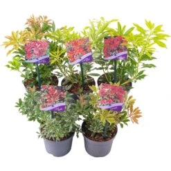 Pieris Collection (5 Pack)