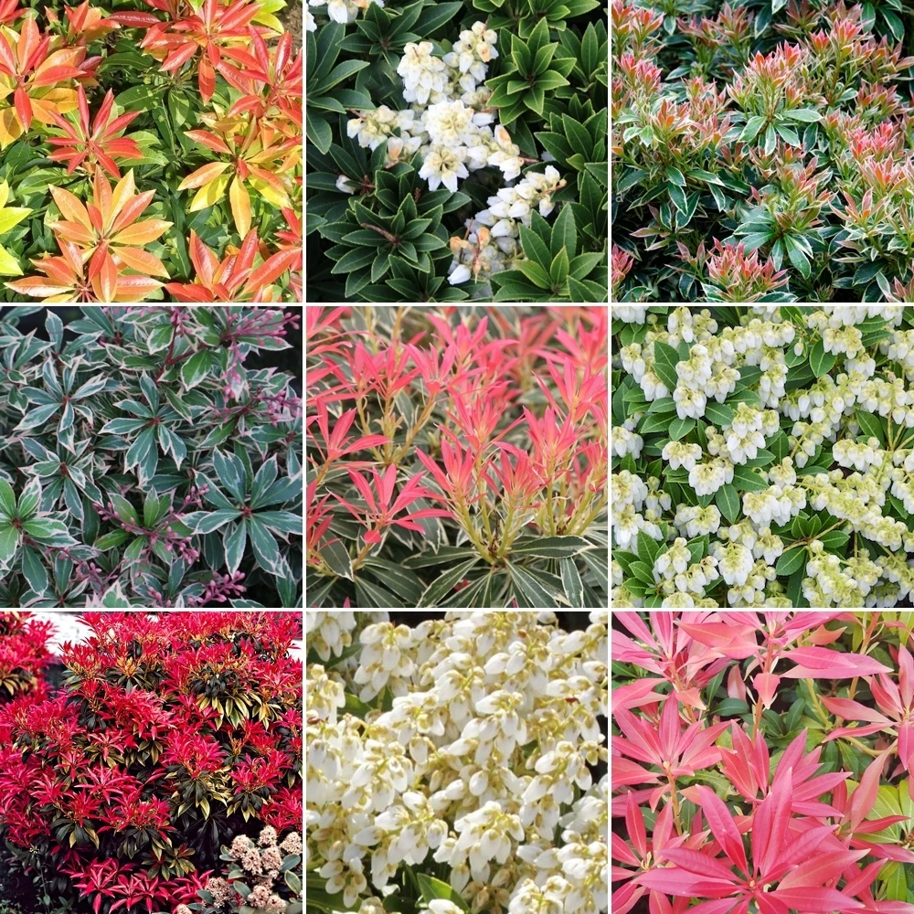 Pieris Mix (3 Plants) Pieris Mix (3 Plants) -Garden Plant Seed Store pieris mix 3 plants p2855 15547 image