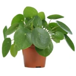 Pilea Peperomioides