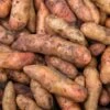 Pink Fir Apple - Seed Potatoes (Main Crop)