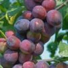 Plum Czar Tree