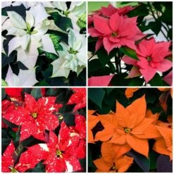 Poinsettia Christmas Plants (15cm)
