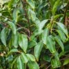 Portuguese Laurel Bare Root Hedge (1ft - 2ft)
