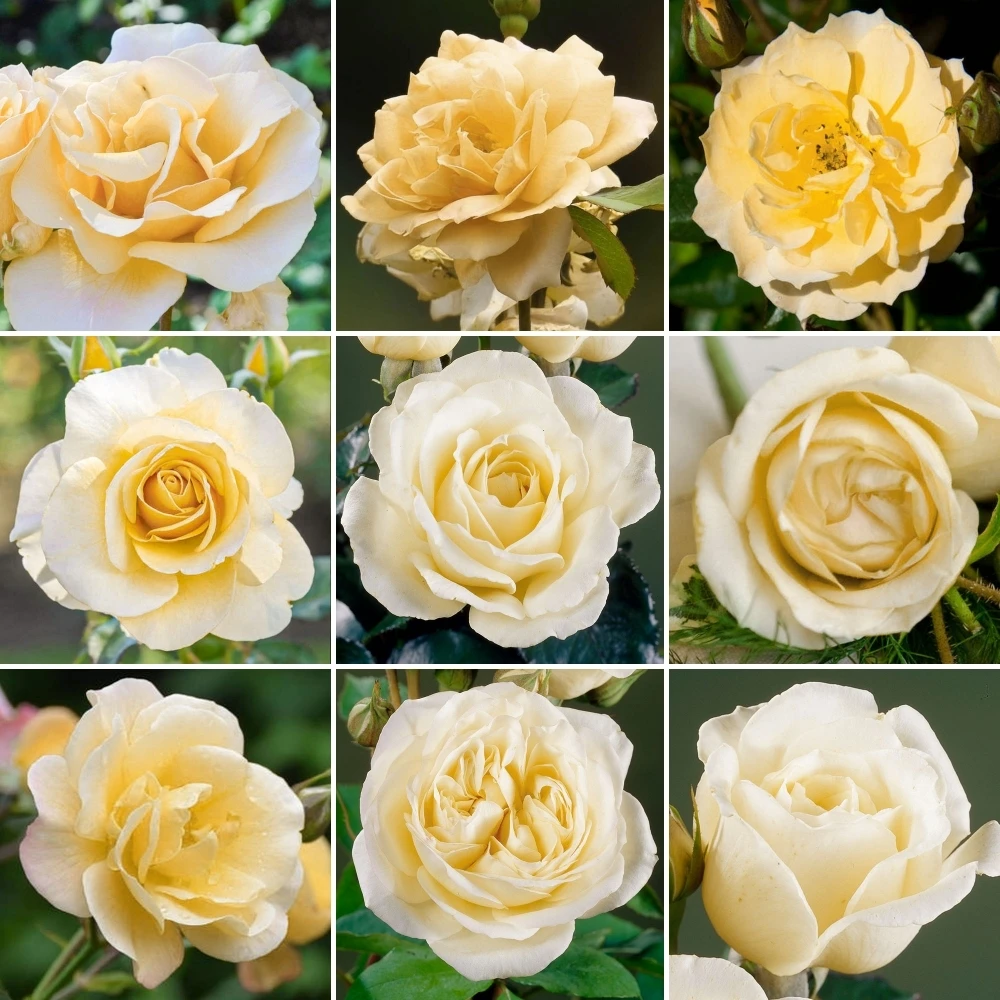 Potted Rose - Cream Potted Rose - Cream -Garden Plant Seed Store potted rose cream p5194 40393 image