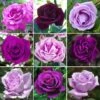 Potted Rose - Purple