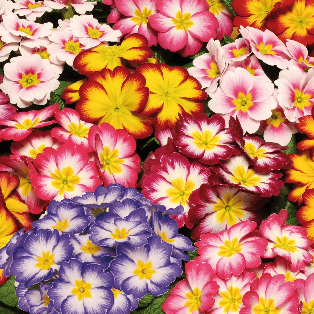 Primrose Bicolour Mix (9cm, 6 Pack) Primrose Bicolour Mix (9cm, 6 Pack) -Garden Plant Seed Store primrose bicolour mix 9cm 6 pack p5993 45298 image