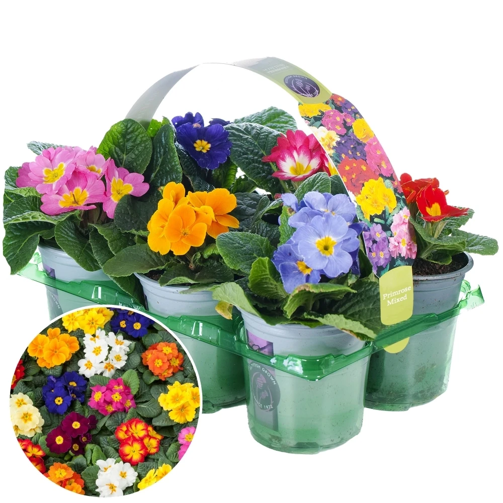 Primrose Mix (9cm, 6 Pack) Primrose Mix (9cm, 6 Pack) -Garden Plant Seed Store primrose mix 9cm 6 pack p5160 40095 image