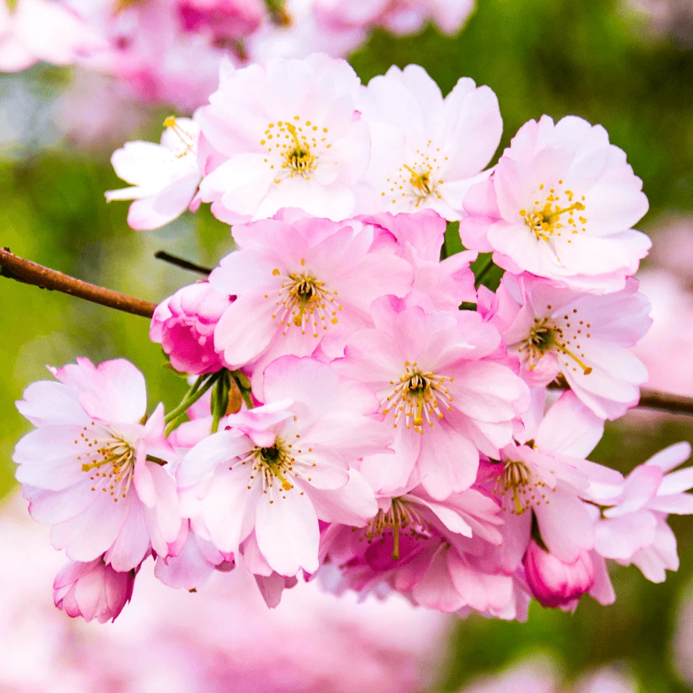 Prunus Accolade Tree Prunus Accolade Tree -Garden Plant Seed Store prunus accolade tree p3361 35417 image