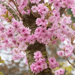 Prunus Beni-yutaka Tree