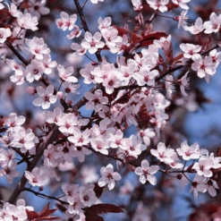 Prunus Cerasifera Princess Tree