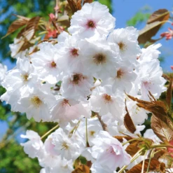 Prunus Fragrant Cloud Tree
