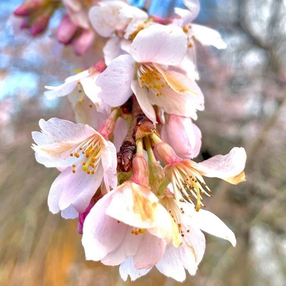 Prunus Marie Mallet Tree Prunus Marie Mallet Tree -Garden Plant Seed Store prunus marie mallet tree p4813 37929 image