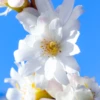 Prunus Subhirtella Autumnalis Tree