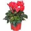 Red Cyclamen
