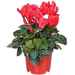 Red Cyclamen